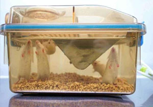 造模實(shí)驗(yàn)-骨科類(lèi)疾病模型